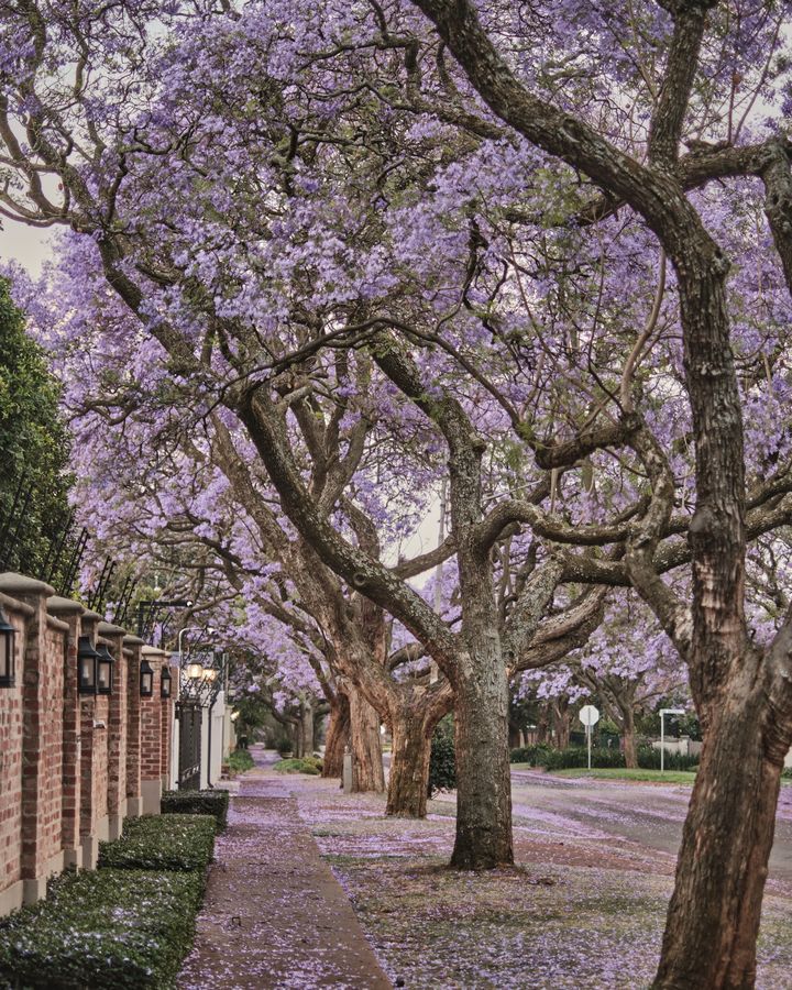 A jacaranda-lined suburban footpath