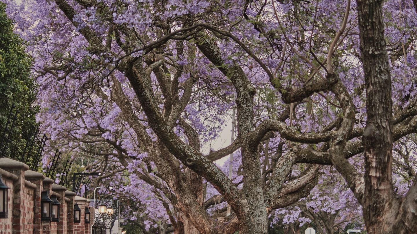 A jacaranda-lined suburban street in late light